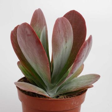 Kalanchoe thyrsiflora