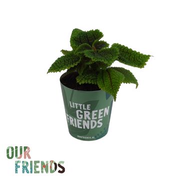 Pilea mollis 'Moon Valley'