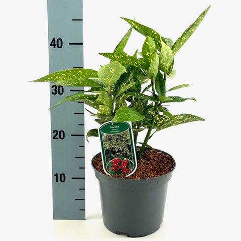 Aucuba japonica 'Variegata'