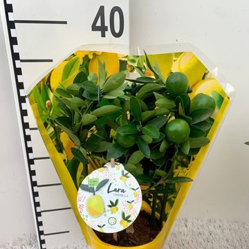 Citrus x floridana 'Lara'