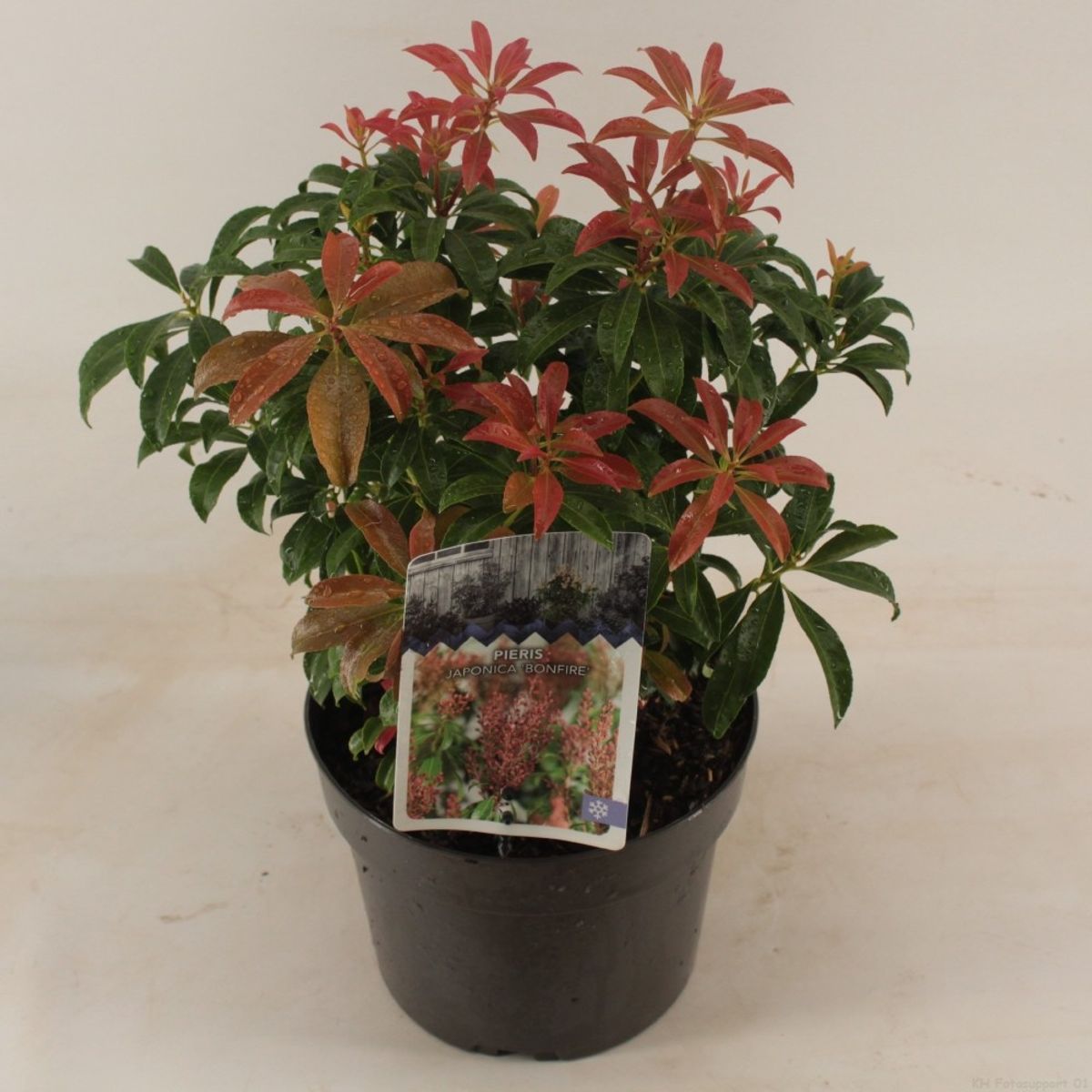 Pieris Japonica Bonfire Plant Wholesale Floraccess