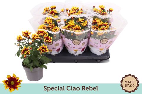 Chrysanthemum CIAO REBEL