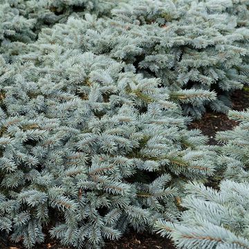 Picea pungens 'Karpaten'