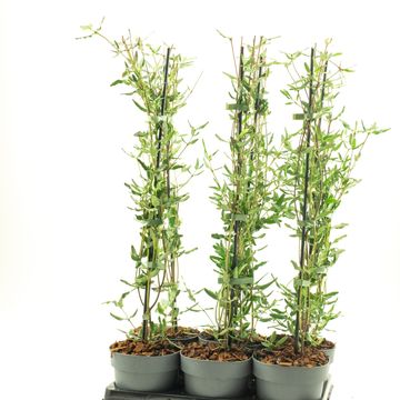 Eucryphia lucida 'Ballerina'