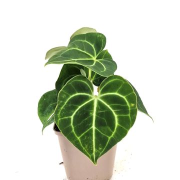 Anthurium clarinervium