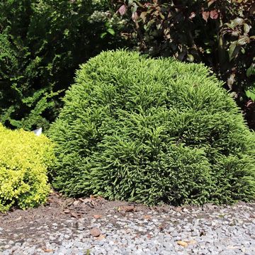 Cryptomeria japonica 'Little Champion'