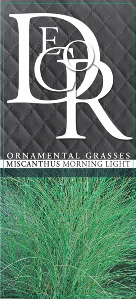 Miscanthus sinensis 'Morning Light'