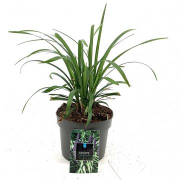 Liriope muscari 'Royal Purple'