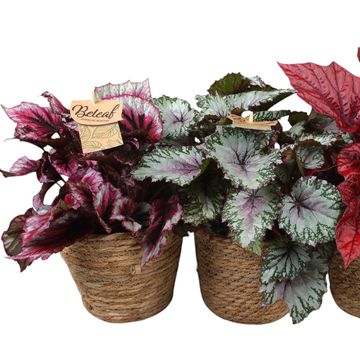 Begonia BELEAF MIX