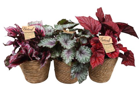 Begonia BELEAF MIX