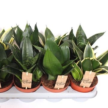 Sansevieria trifasciata HAHNII MIX