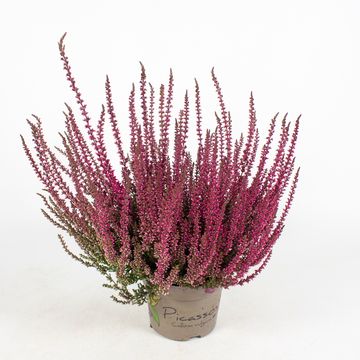 Calluna vulgaris PICASSO