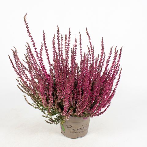 Calluna vulgaris PICASSO