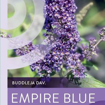 Buddleja davidii 'Empire Blue'