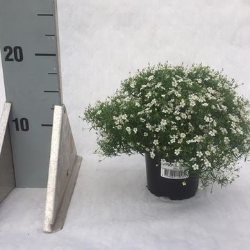 Gypsophila muralis GYPSY WHITE