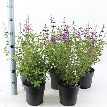 Salvia microphylla MIX