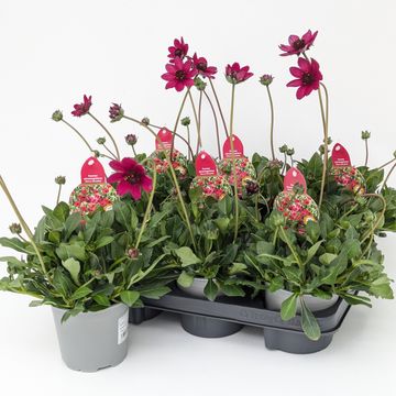 Cosmos atrosanguineus CHERRY CHOCOLATE