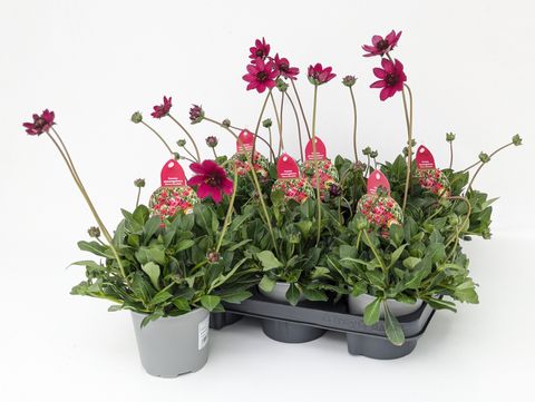 Cosmos atrosanguineus CHERRY CHOCOLATE