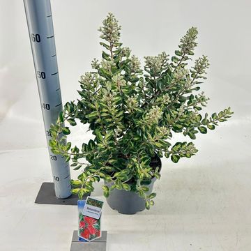 Metrosideros 'Sunninghill Silver'