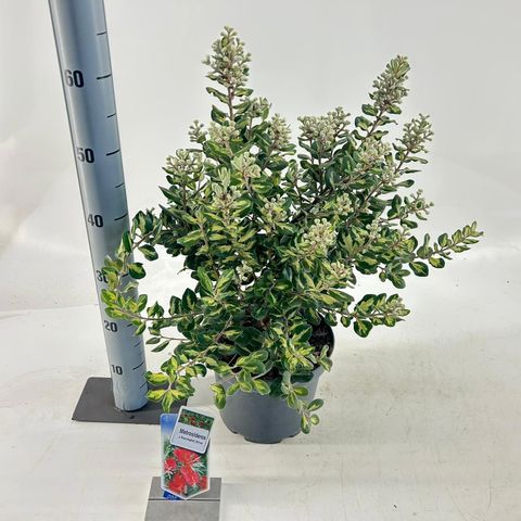 Metrosideros 'Sunninghill Silver'