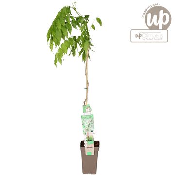 Wisteria floribunda 'Alba'