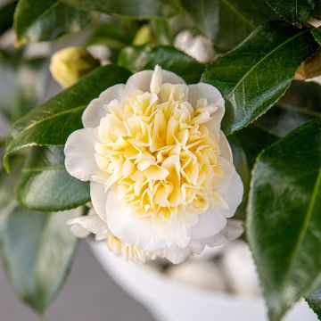 Camellia x williamsii 'Jury's Yellow'