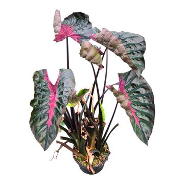 Colocasia 'Hybrid Black Panther'