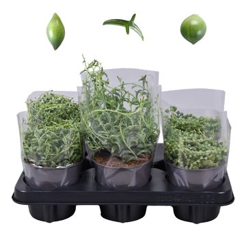 Senecio MIX