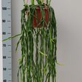 Rhipsalis paradoxa