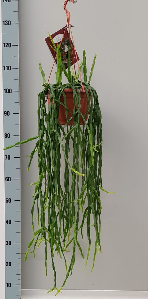 Rhipsalis paradoxa