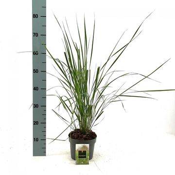 Calamagrostis x acutiflora 'Karl Foerster'