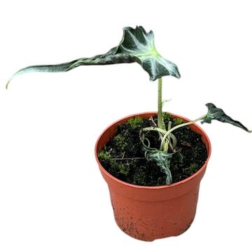 Alocasia 'Loco'