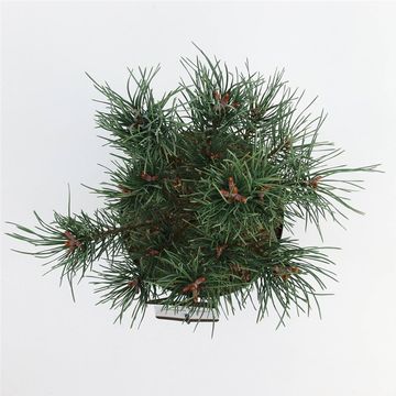 Pinus sylvestris 'Watereri'