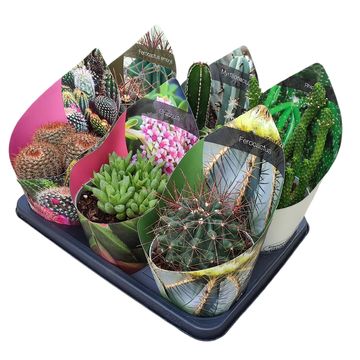 Cactus / Succulents MIX