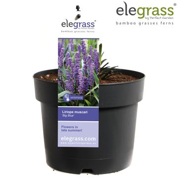Liriope muscari 'Big Blue'