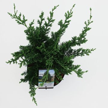 Chamaecyparis лавсониана 'Wisselii'