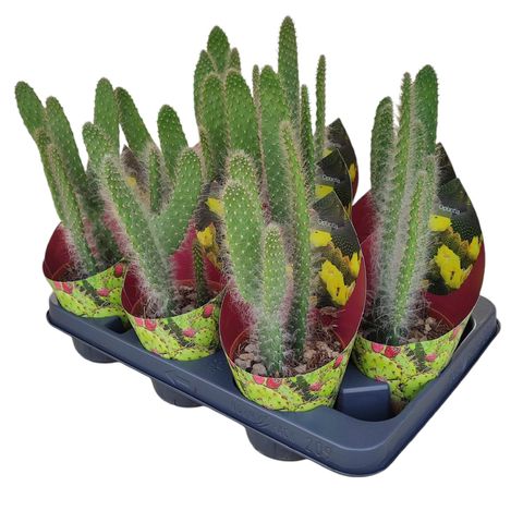 Opuntia engelmannii 'Boskowitz'