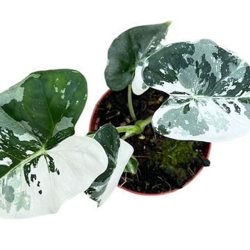 Alocasia micholitziana 'Frydek Variegata'