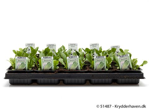 Lactuca sativa longifolia