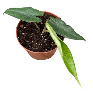 Alocasia sulawesi 'Green Carpet'
