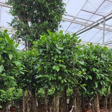 Ficus microcarpa 'Nitida'