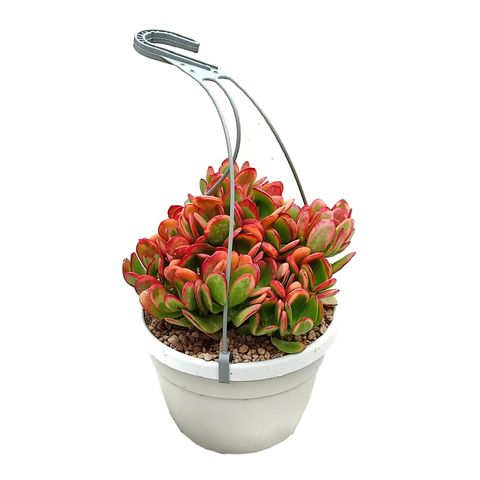 Crassula ovata 'Hummel's Sunset'