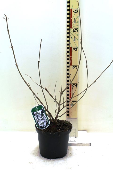 Viburnum plicatum 'Shasta'