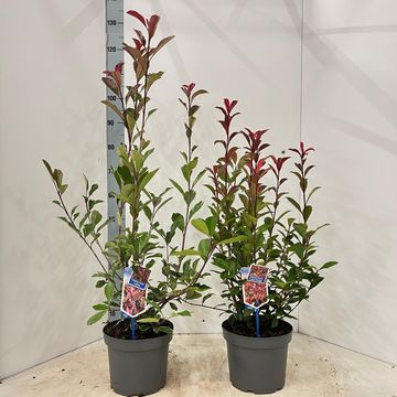 Photinia x fraseri MIX