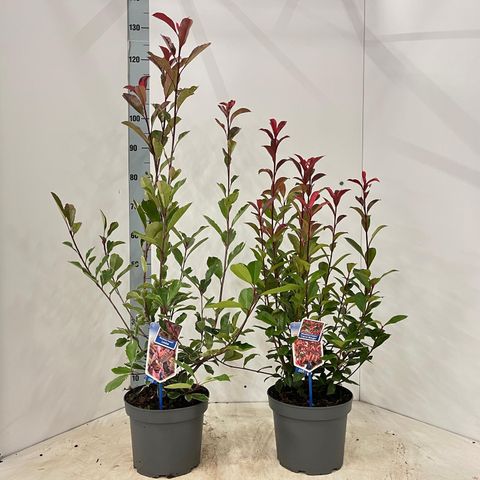 Photinia x fraseri MIX