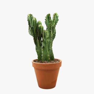 Euphorbia ingens cristata