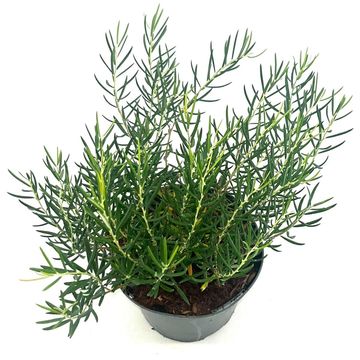 Andromeda glaucophylla