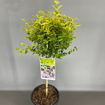 Euonymus fortunei 'Emerald 'n' Gold'