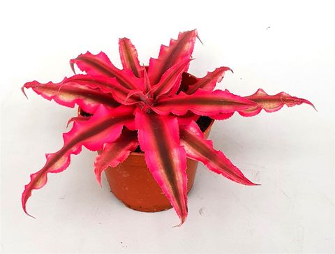 Cryptanthus bivittatus 'Rubin Star'