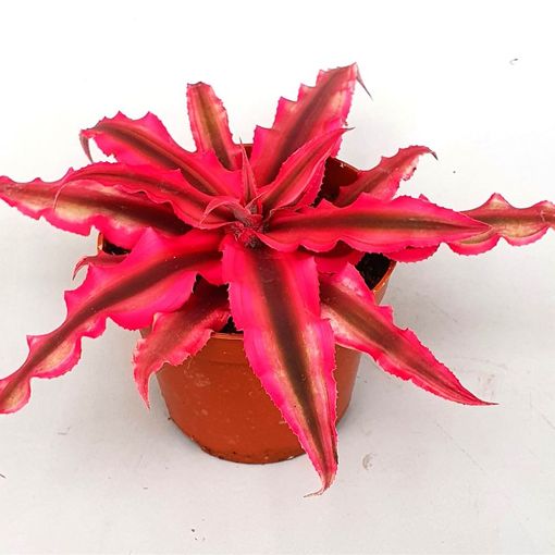 Cryptanthus bivittatus 'Rubin Star'